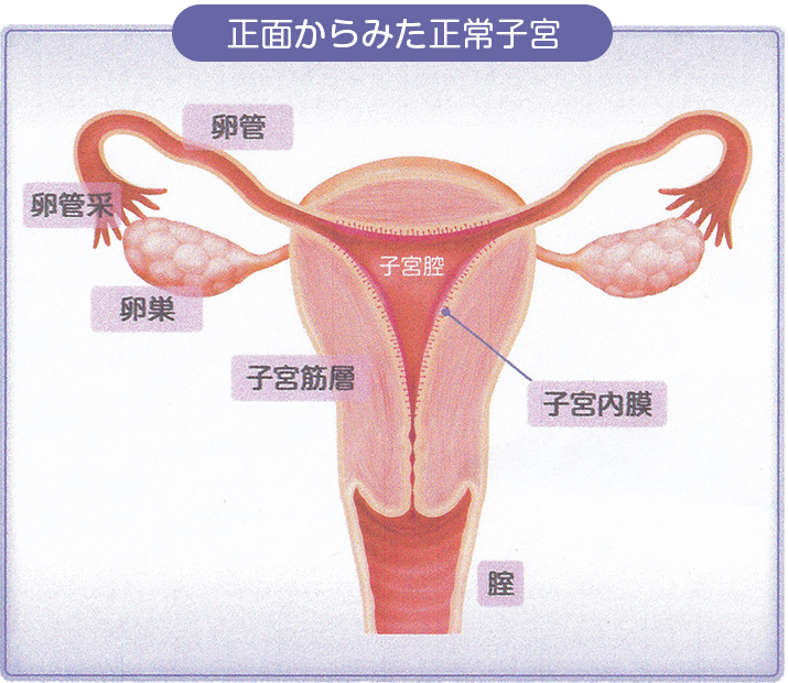 正面からみた子宮