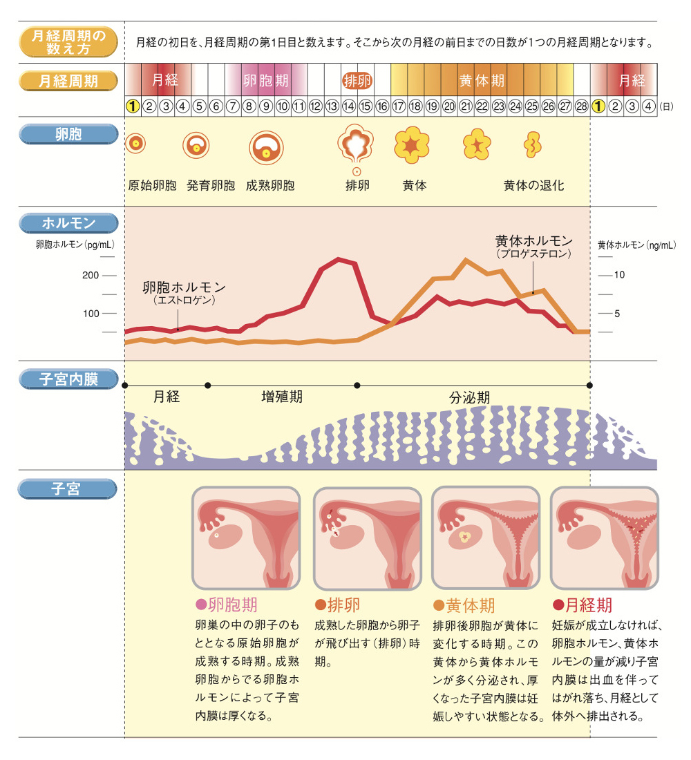 月経 正常な月経の目安とは | 公益社団法人女性の健康とメノポーズ協会